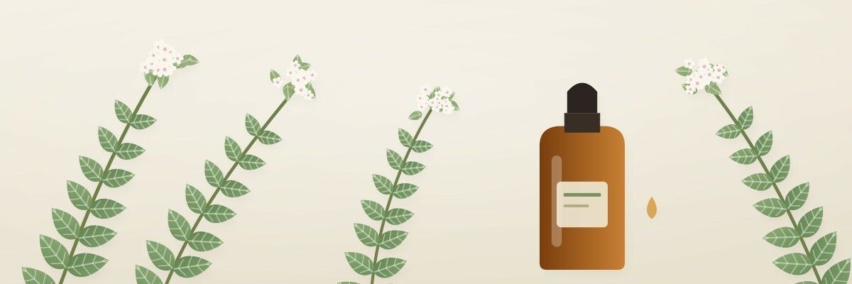 Ілюстрація: гілочки грецького орегано з дрібними квітками й флакон ефірної олії