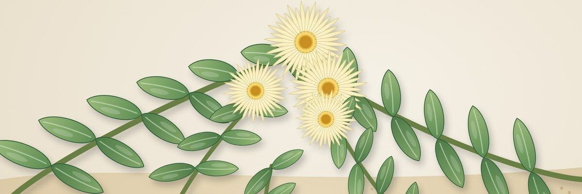 Иллюстрация: канна африканская — суккулент с мясистыми листьями и бледным цветком