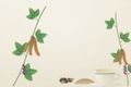 Мукуна пекуча (Mucuna pruriens): насіння, традиція, дія і дослідження