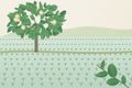 Яваніка (Mitragyna javanica): дерево рисових полів, листя, дія і дослідження