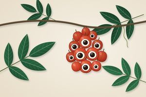 Що таке гуарана: рослина, історія, кофеїн і дослідження