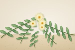 Канна африканська (Sceletium tortuosum): традиція, дія і дослідження