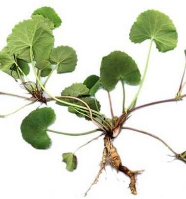 Готу кола (Centella asiatica), листя &mdash; 50 г