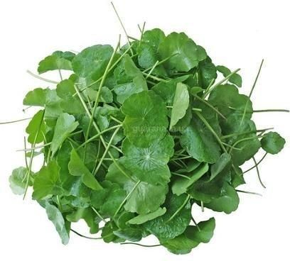 Готу кола (Centella asiatica), листя &mdash; 50 г