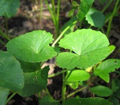 Готу кола (Centella asiatica), листя &mdash; 50 г