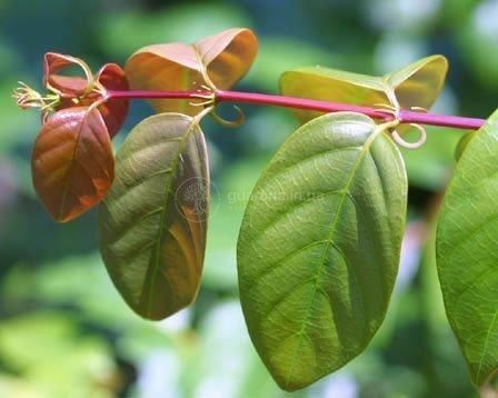 Котячий коготь (Uncaria tomentosa) &mdash; 50 г