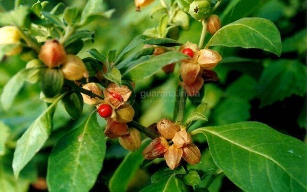 Ашваганда (Withania somnifera), молотый корень &mdash; 50 г