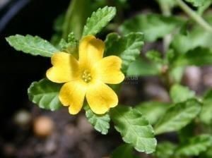 Даміана (Turnera diffusa), листя &mdash; 25 г